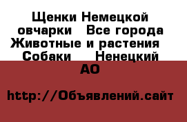 Щенки Немецкой овчарки - Все города Животные и растения » Собаки   . Ненецкий АО